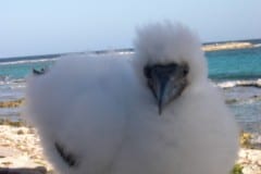 Baby Bird