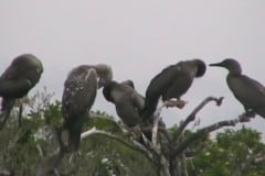 Booby Birds
