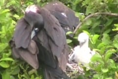 Baby Bird