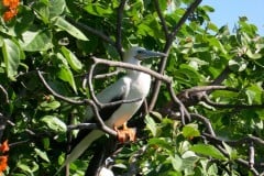 Booby Birds