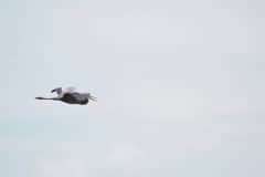 Bird in the Sky