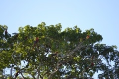 Chiquibul-1