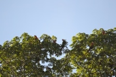 Chiquibul-19