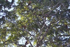 Chiquibul-20
