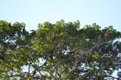 Chiquibul-25