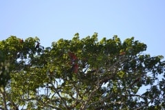 Chiquibul-9