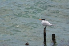DSC_0121-copy