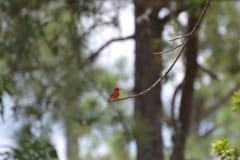Monkey-Bay-12-1