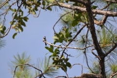 Monkey-Bay-4