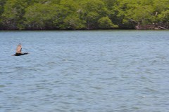 Swallow-Caye-2