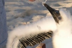 Bird Feeding