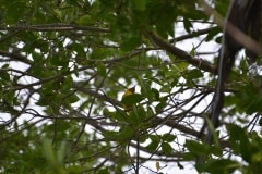 port-honduras-1