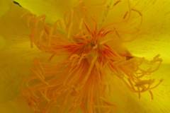 Flowers of Belize
