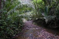 33-jungle-path