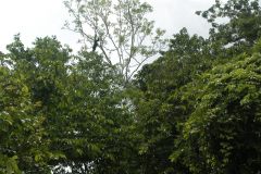 5-Black-Howler-Monkey-Rancho-Dolores