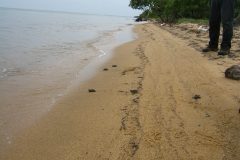 48-turtles-on-the-beach