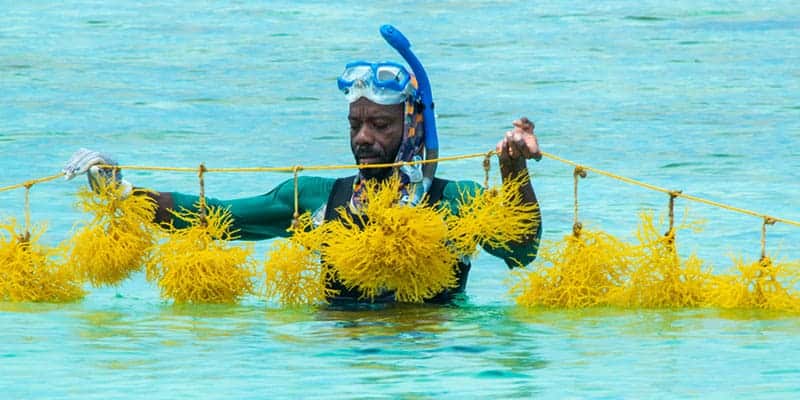 Enhancing the Turneffe Atoll Sustainability Assocation’s Management of the Turneffe Atoll Marine Reserve, Assisting in Securing Belize’s Marine Biodiversity