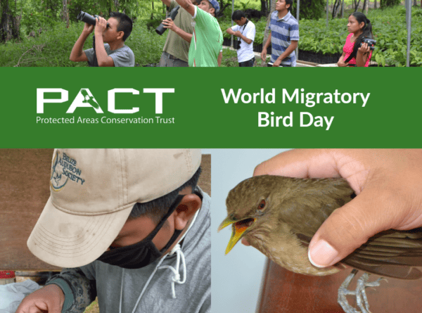 Celebrating Big Day – World Migratory Bird Day in Belize