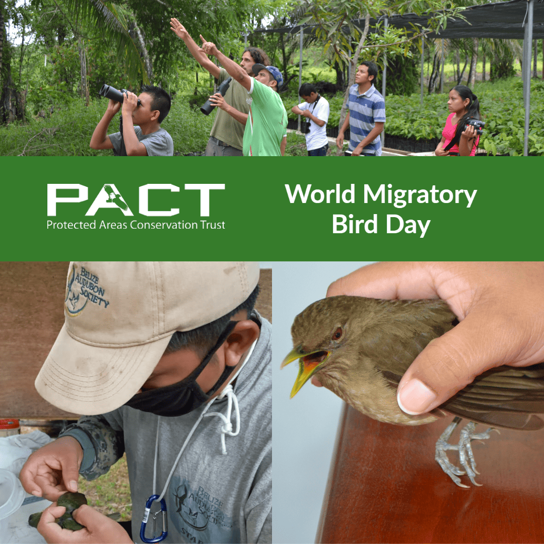 Celebrating Big Day – World Migratory Bird Day in Belize