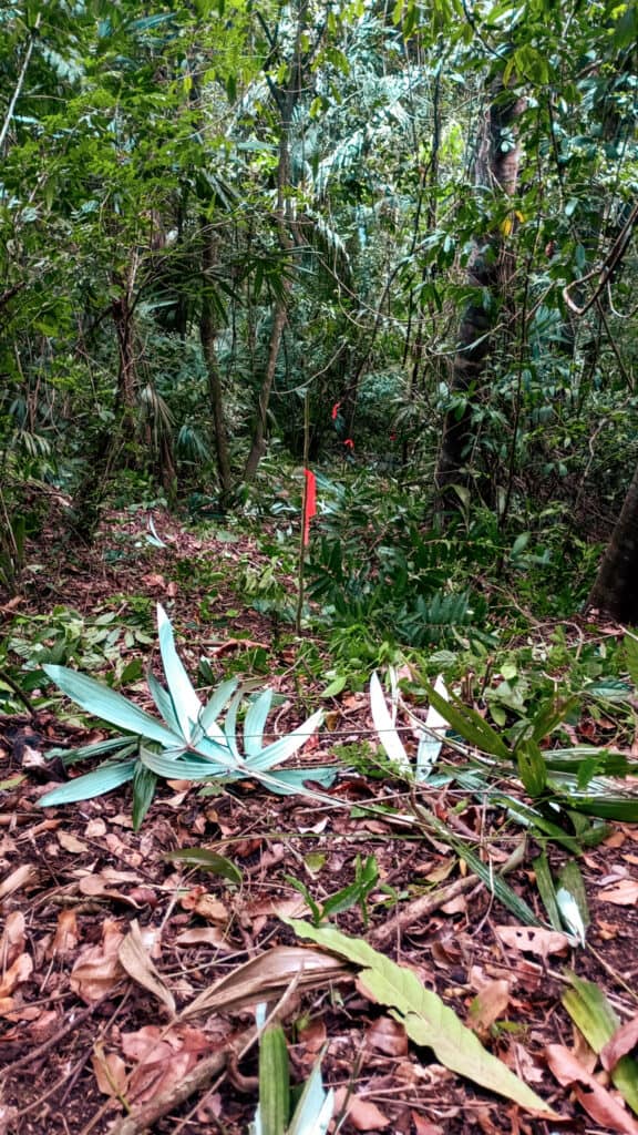 Markers for a boundary line in Tapir Mountain Nature Reserve